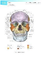 Sobotta Atlas of Human Anatomy  Head,Neck,Upper Limb Volume1 2006, page 41